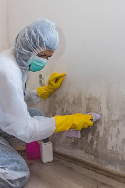 Best Mold Odor Removal Services  in Greenfield, CA