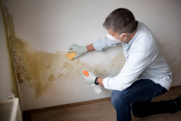  Greenfield, CA Mold Removal Pros